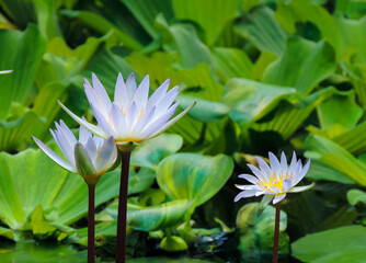 Delicate water lilies on a background of green leaves