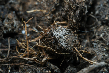 The surface of the soil rich in minerals for planting. Background in soft focus at high magnification, showing small clumps of soil and plant nutrient.