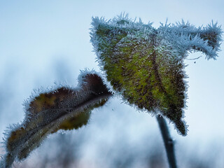 Winter