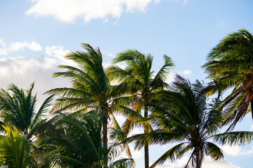 Fototapeta premium Palm trees on sky background