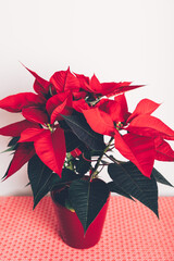 Christmas Poinsettia in ceramic pot. Christmas traditional red flower on white wall background