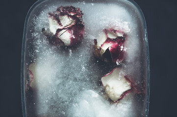 Obraz premium Frozen Rose Flowers in Ice Cubes in dark settings, floral ice