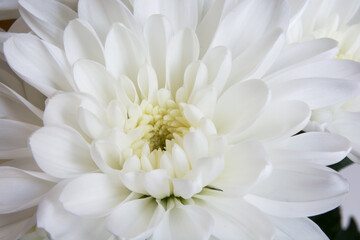 白いキクの花のクローズアップ
