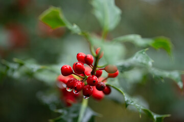 Ilex / Stechpalme mit grünen Blättern und roten Beeren