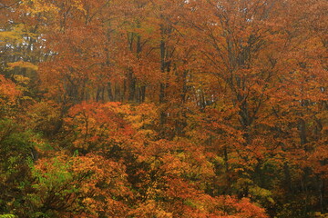 Fototapeta premium 紅葉のブナ林