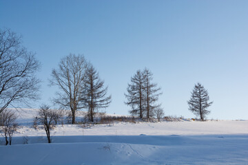 雪原の冬木立と青空
