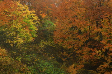 紅葉のブナ林