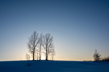 冬の夕暮れの丘に立つ冬木立
