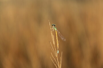 Magic is seeing wonder in nature's every little thing, seeing how wonderful the fireflies are and...