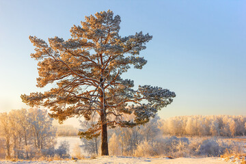 large beautiful sprawling lonely pine tree against the background of a snowy openwork forest in the rays of the setting sun