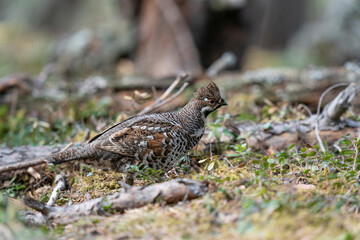 The hazel grouse (Tetrastes bonasia)