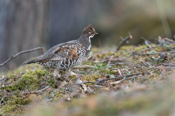 The hazel grouse (Tetrastes bonasia)
