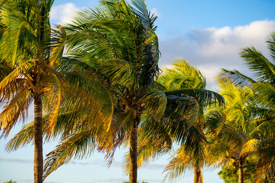 Tropical Miami palm trees