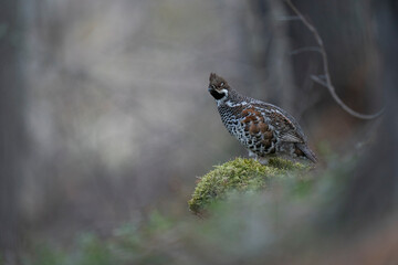 The hazel grouse (Tetrastes bonasia)