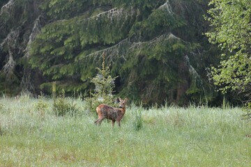 deer in the woods