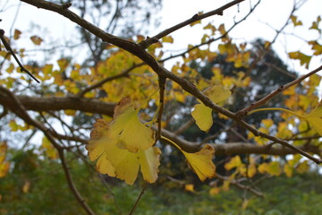 イチョウの木の黄色い葉