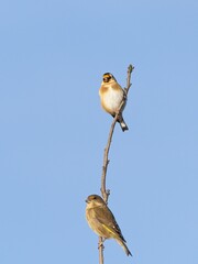 A Greenfinch (Chloris chloris) and a Goldfinch (Carduelis carduelis) sat on a branch