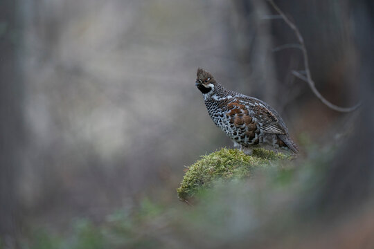 The Hazel Grouse (Tetrastes Bonasia)