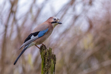 Eichelhäher (Garrulus glandarius)