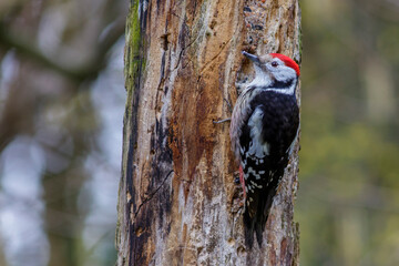 Mittelspecht (Leiopicus medius)