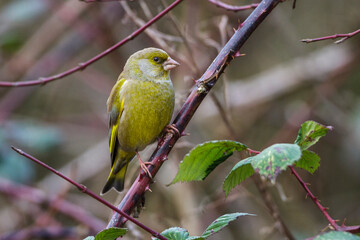 Grünfink (Carduelis chloris) Männchen