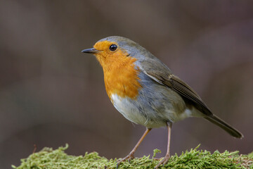 Rotkehlchen (Erithacus rubecula)