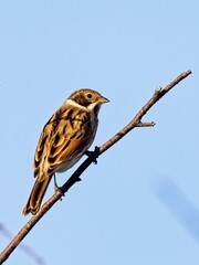 A female Stonechat (Saxicola rubicola) sat on a branch