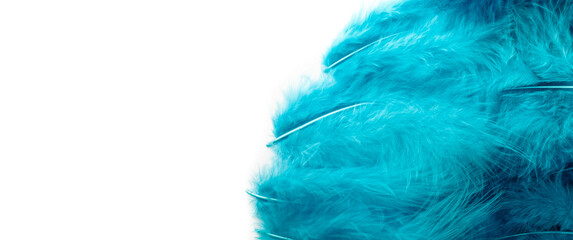 Blue feathers isolated on white background.