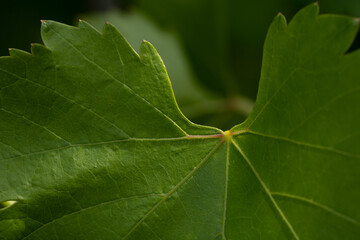 green leaf 