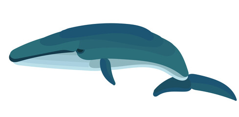 Obraz premium vector, isolated, blue whale in flat style