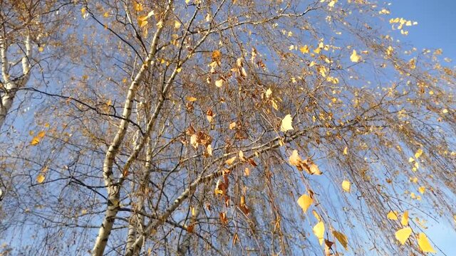 birch autumn with yellow leaves 2020