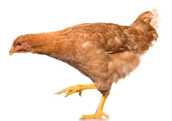 one brown walking chicken isolated on white background, studio shoot
