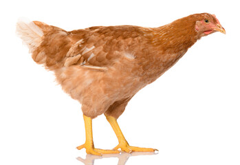 Fototapeta premium one brown chicken isolated on white background, studio shoot