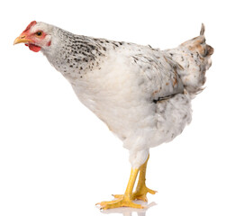 one white chicken isolated on white background, studio shoot