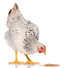 one white chicken pecking grains, isolated on white background, studio shoot