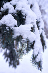 Evergreen Christmas spruce tree with fresh snow.