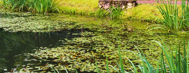 Lake in the lower park of Peterhof, overgrown with duckweed