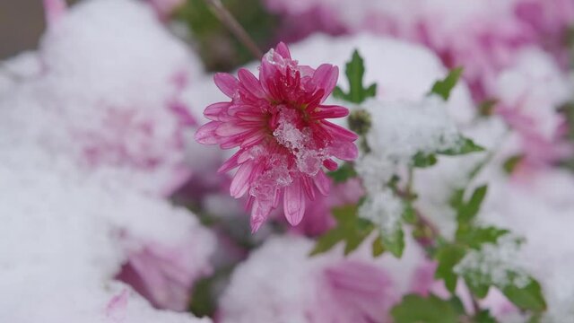 Snow-covered lilac chrysanthemums in the garden, selective focus. Winter day in the garden, shallow depth of the field,