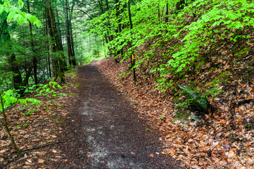 Finger Lakes Trail through the woods