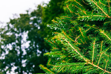Branch of a Christmas tree. The background is blurred. Low depth of field