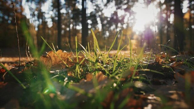 Autumn background. Close up shot of green grass with fallen leaves, sun flare