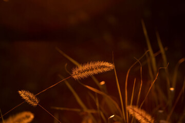 caterpillar on a plant