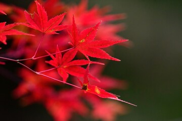 紅葉