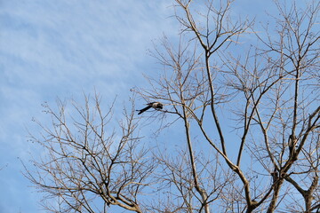 Late autumn scenery of Jinju Castle of Korea