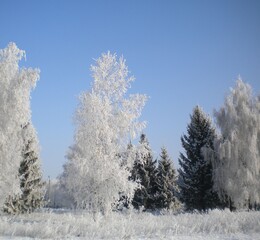 Photo of the park in winter, trees covered with frost are visible