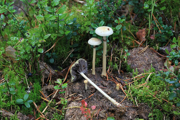 Protostropharia alcis, also called Stropharia alcis, a roundhead mushroom from Finland with no common english name