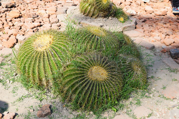 cactus in the garden