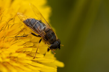 bee on yellow flower