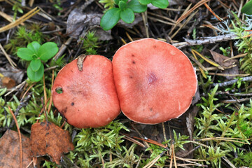 Gomphidius roseus, known as the rosy spike or pink gomphidius, wild mushroom from Finland