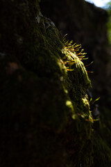 光に照らされた苔の壁